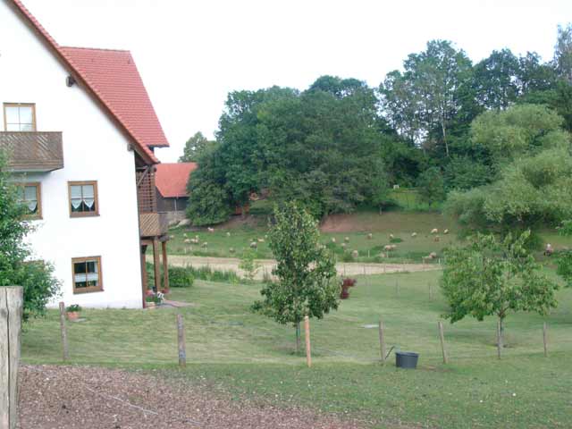 Schafe in Trettendorf